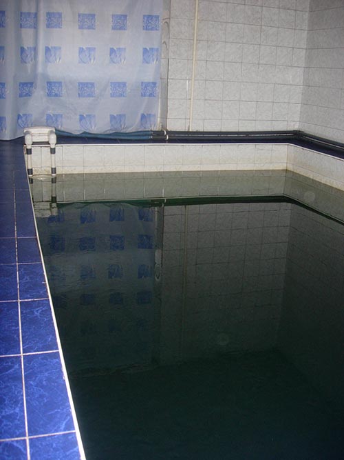 Белый медведь